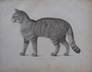 dessin scientifique d'un chat issu d'un document ancien